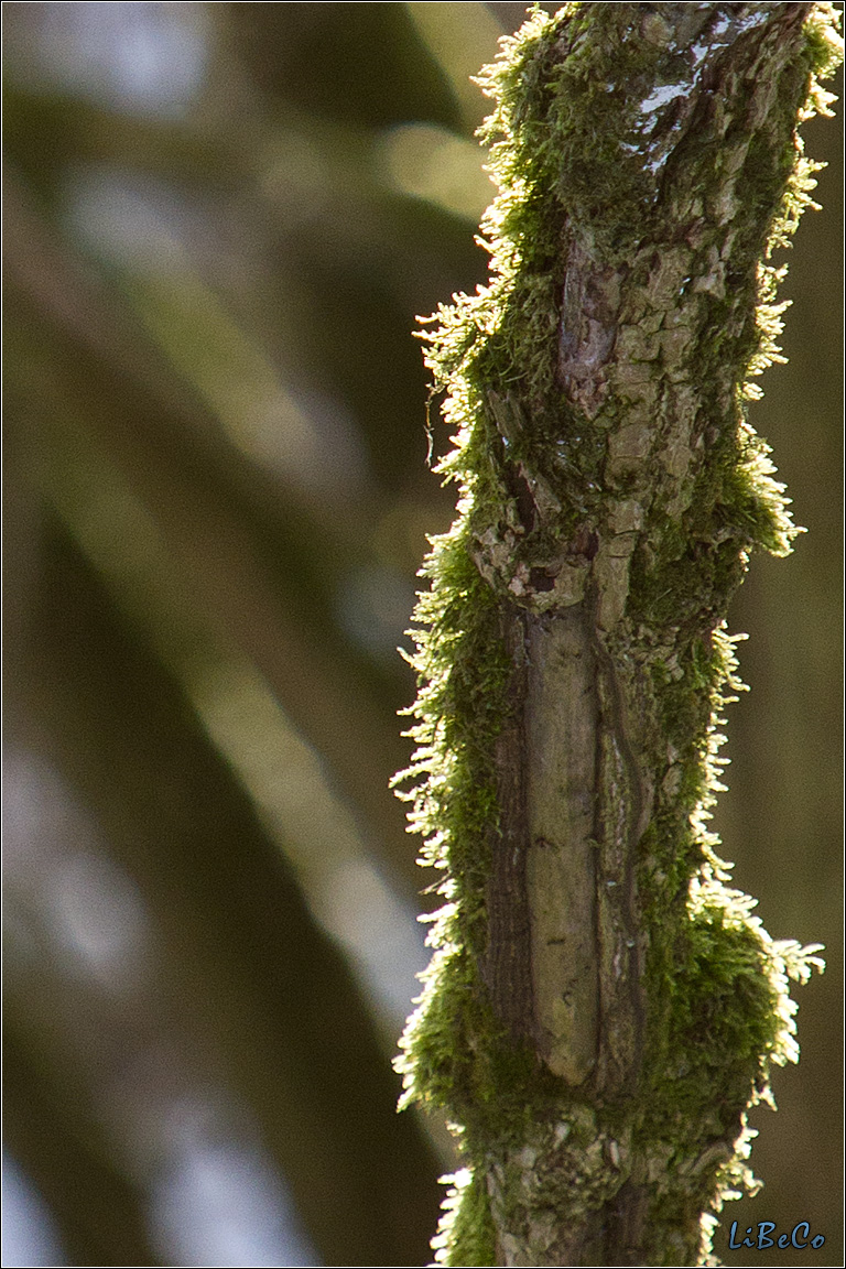 Backlit moss