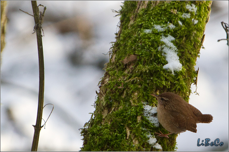 Little bird