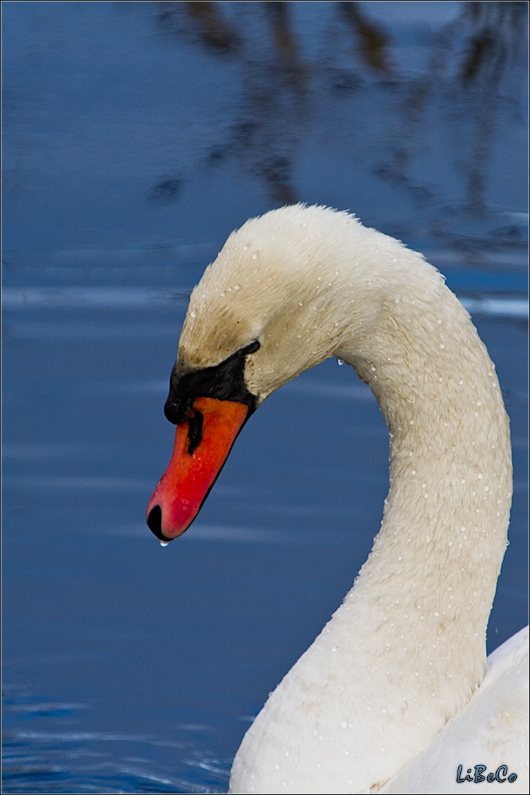 Swan