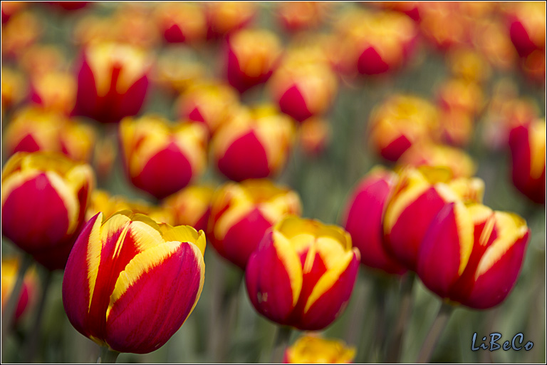 Tulips