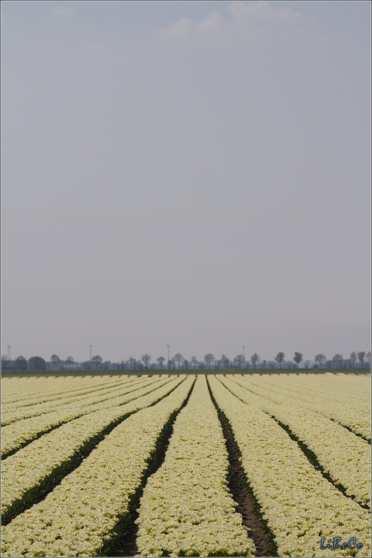 Tulips in the spring