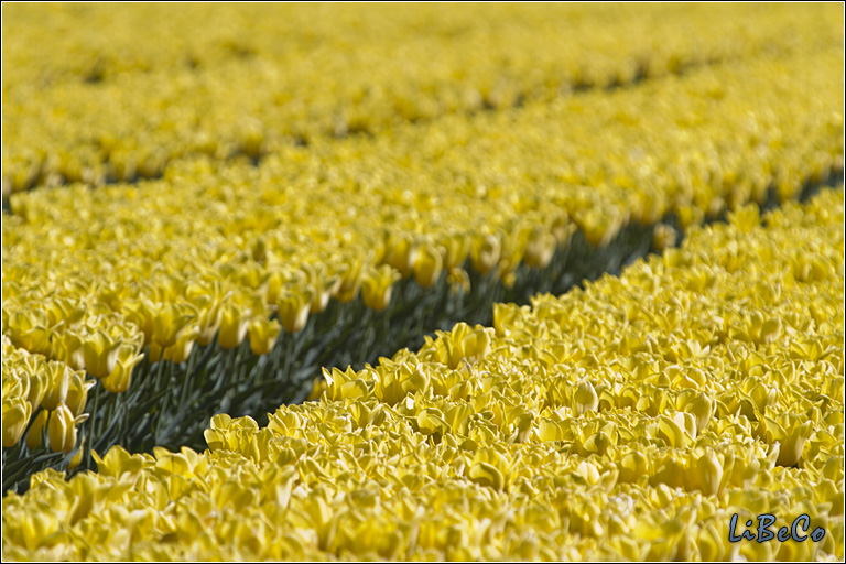 Thick rows of tulips