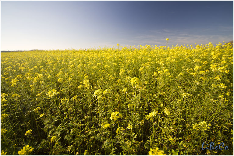 A field of colza