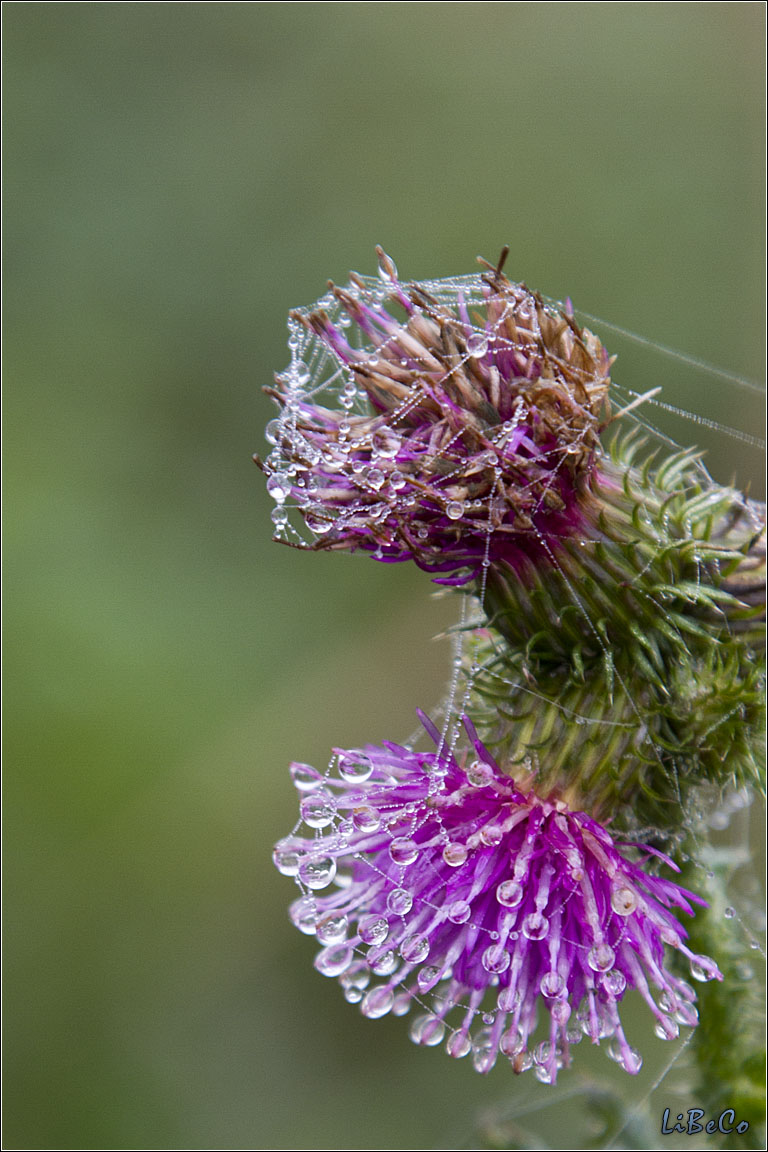 Spider webs and dew