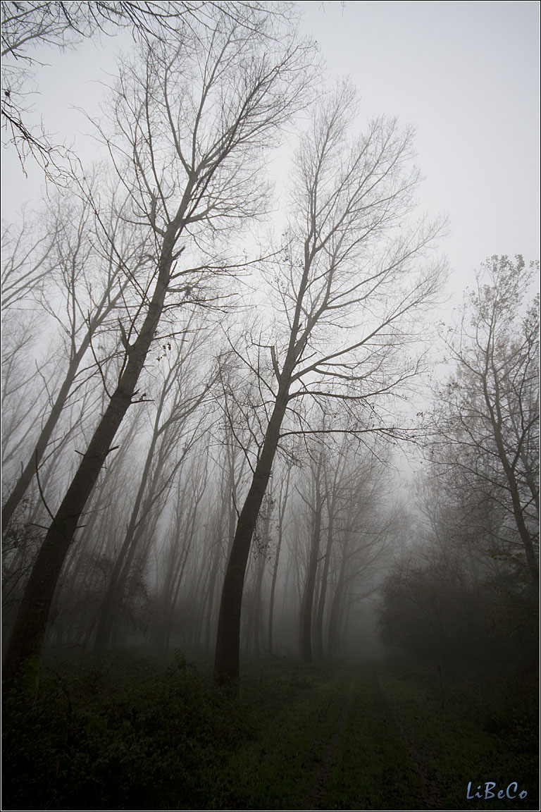 Spooky forest