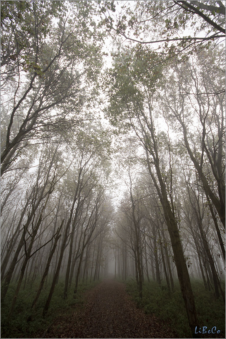 Spooky forest