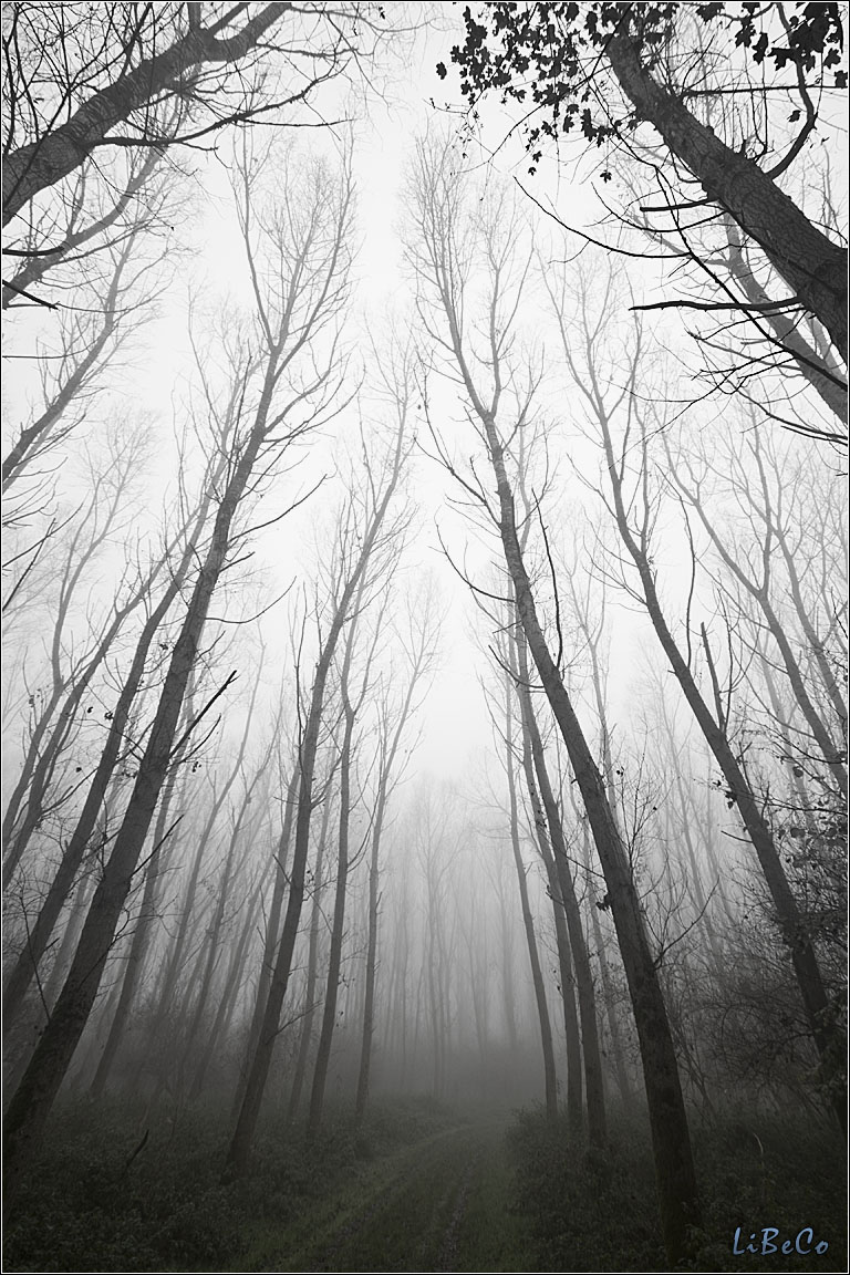 Spooky forest