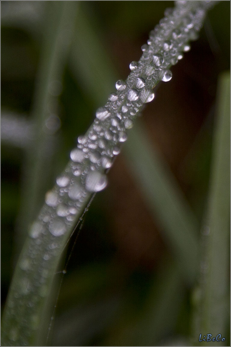 Dew on grass