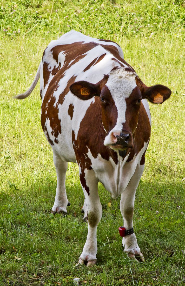 Curious cow