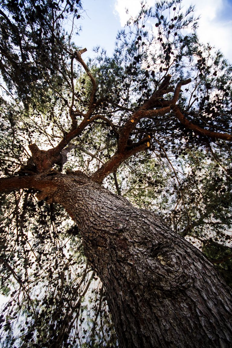 Old tree at cemetery of Gesher Haziw