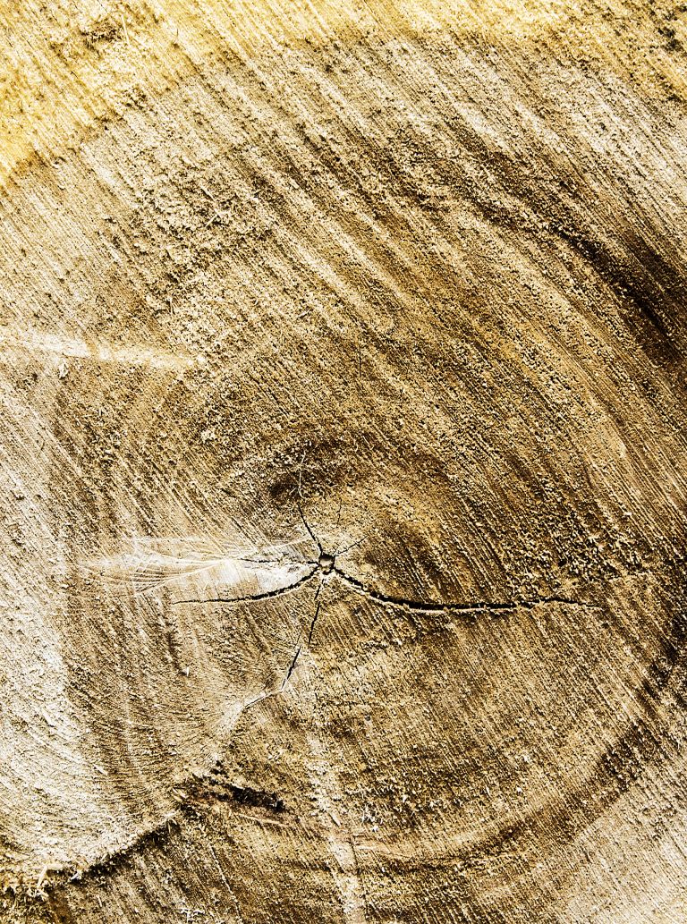 Tree growth-ring