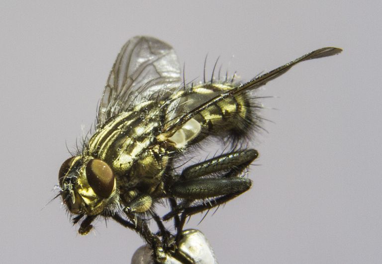 Close-up fly