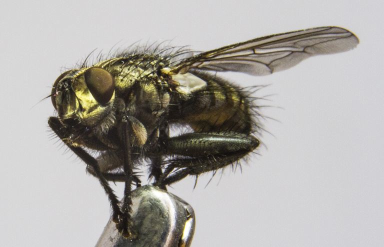 Close-up fly