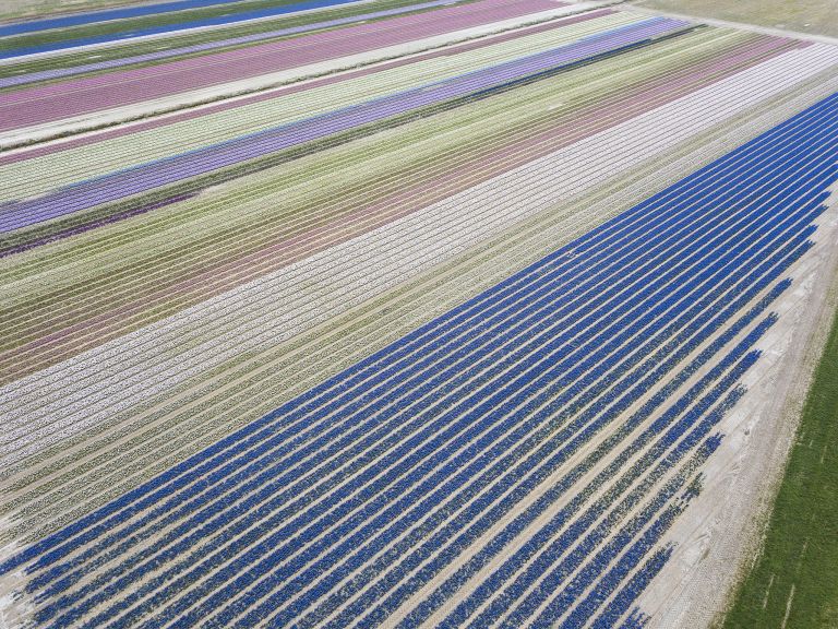 Flower fields by drone