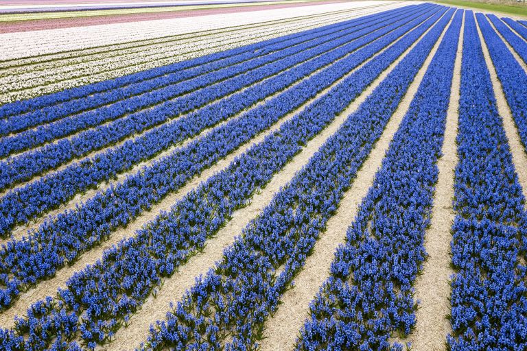 Flower fields by drone