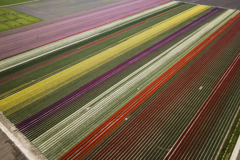 Tulip fields by drone near Almere