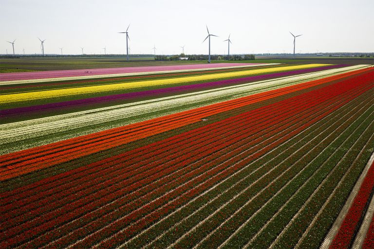 Tulip fields by drone near Almere