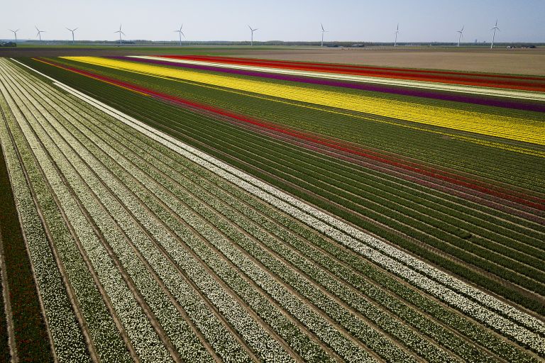 Tulip fields by drone near Almere