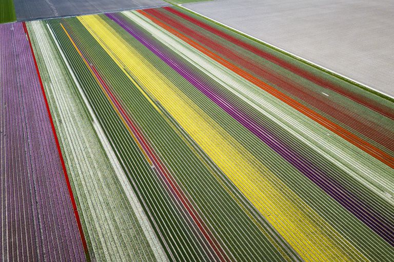 Tulip fields by drone near Almere