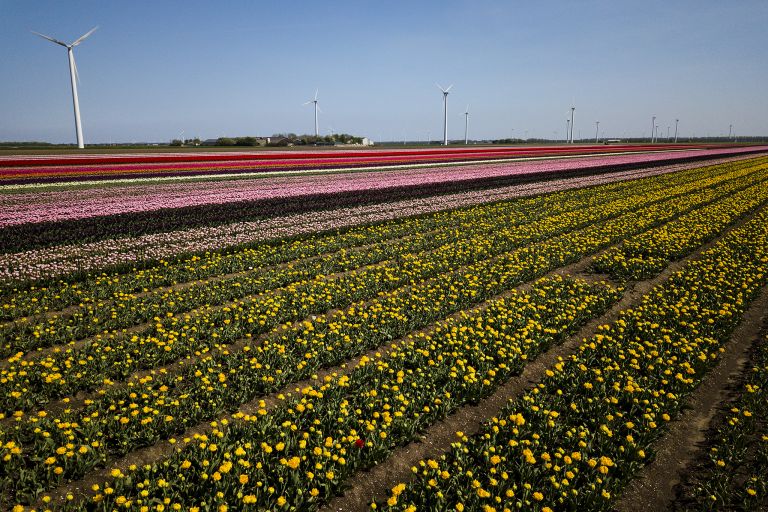 Tulip fields by drone near Almere