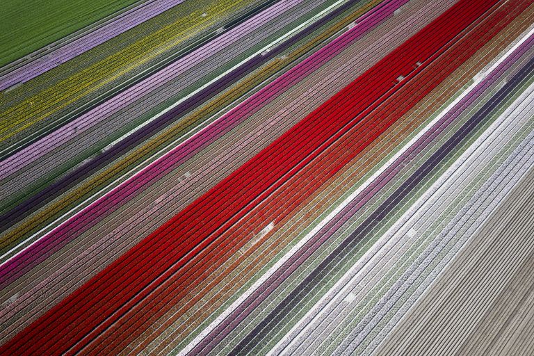 Tulip fields by drone near Almere