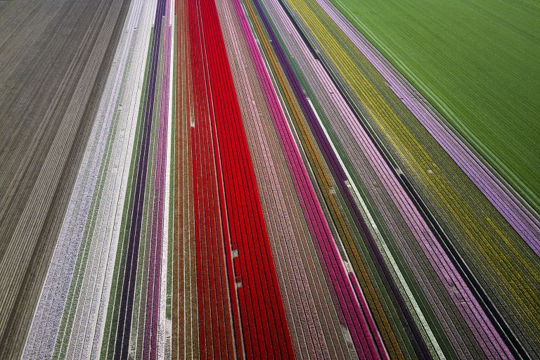 Tulip fields by drone near Almere