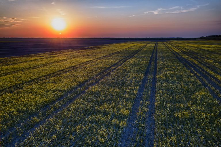 Sunset over colza / rapeseed field