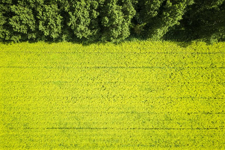 Rapeseed from the air