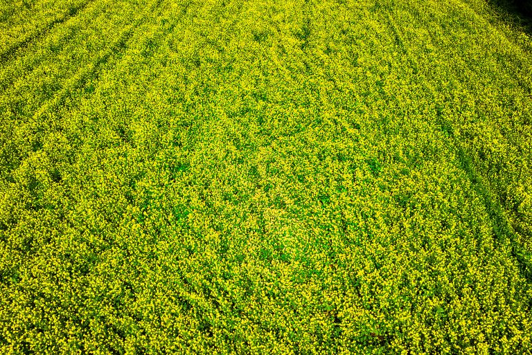 Rapeseed from the air