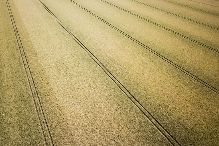 Field of wheat from my drone