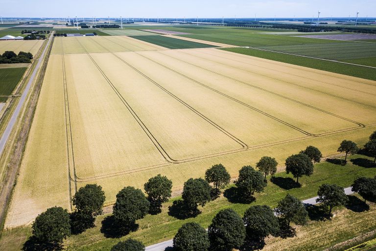 Wheat field from my drone