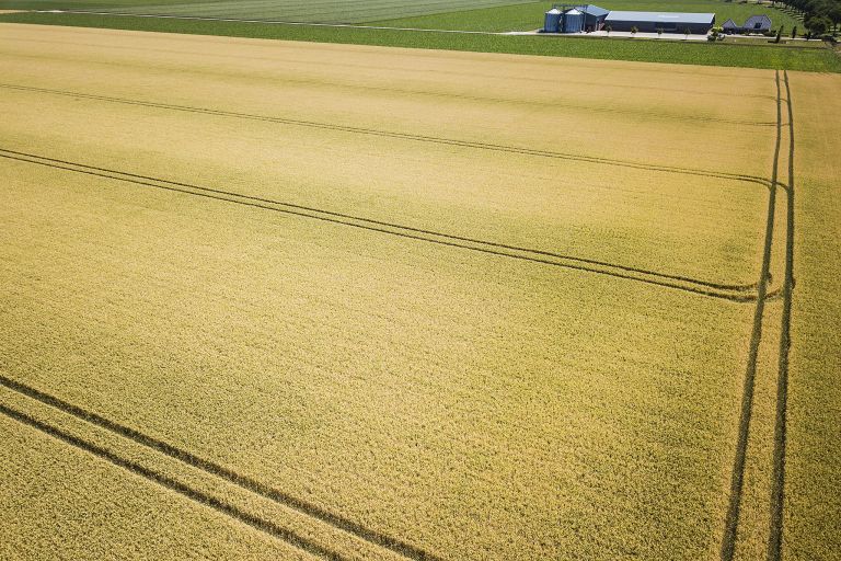 Wheat field from the sky