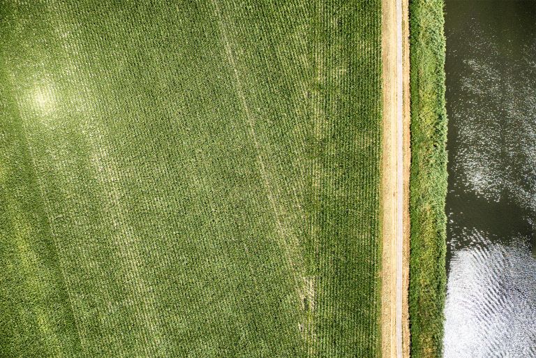 Rows of corn from my drone