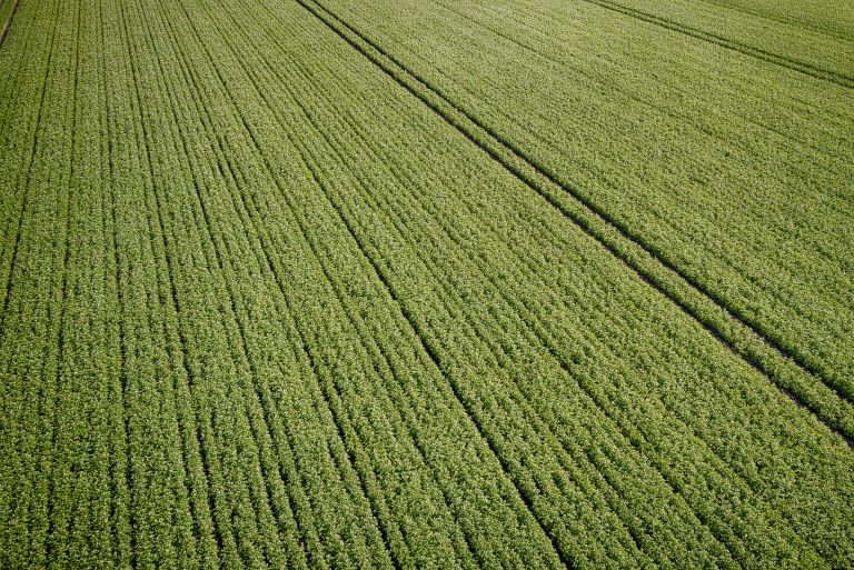 Potato field from my drone