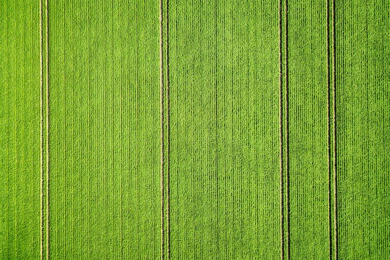 Potato field from my drone