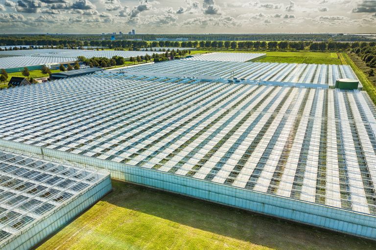 Glasshouses as far as the eye can see.