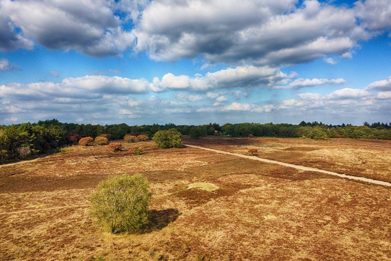 Tree on Bussumerheide