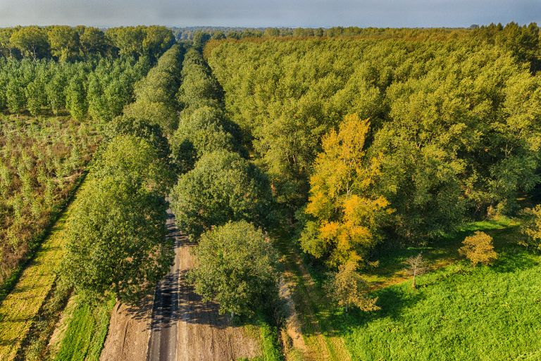 Autumn trees from my drone