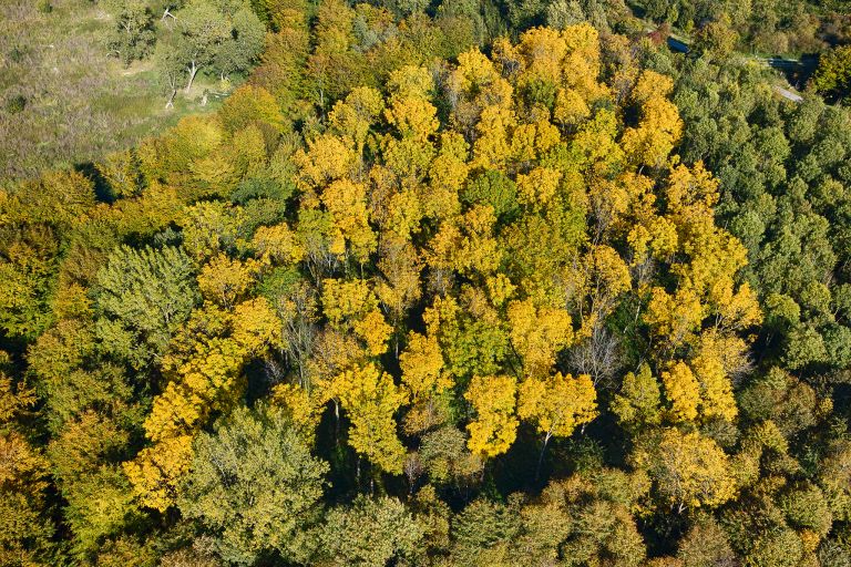 Autumn colours in the trees