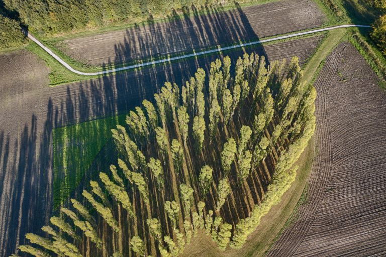 De Groene Kathedraal top-down