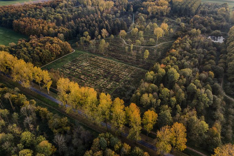 Yellow autumn trees