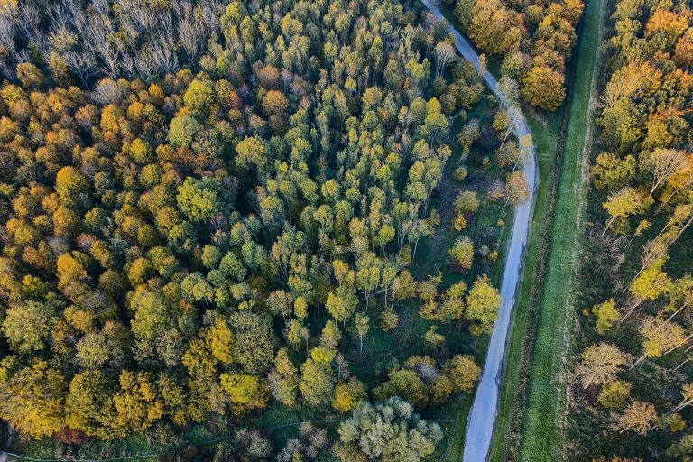 Autumn trees from my drone