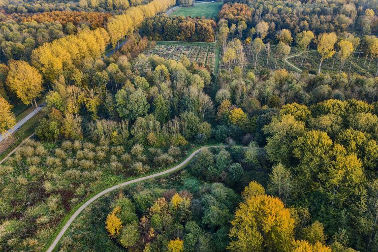 Autumn trees from my drone