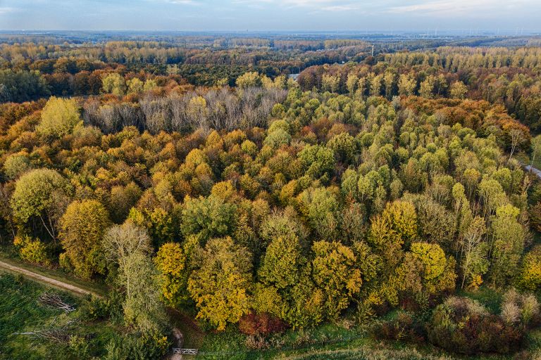 Autumn trees from my drone