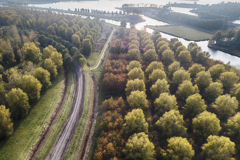 Rows of autumn coloured trees from my drone