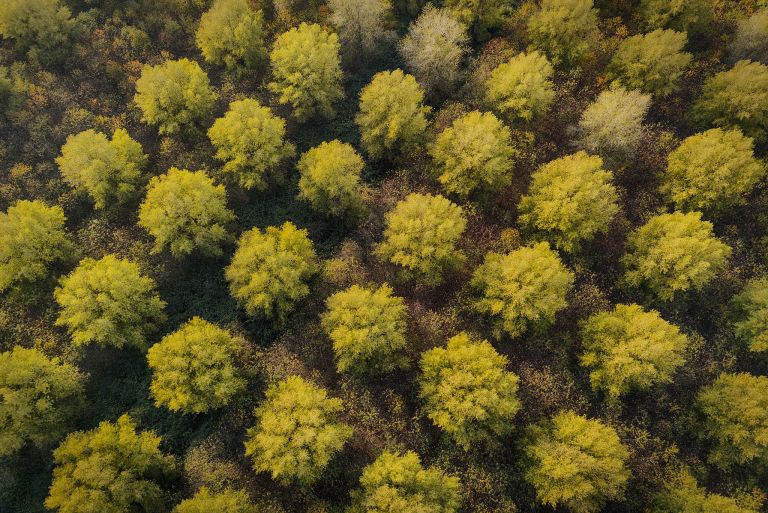 Top-down drone picture of autumn trees