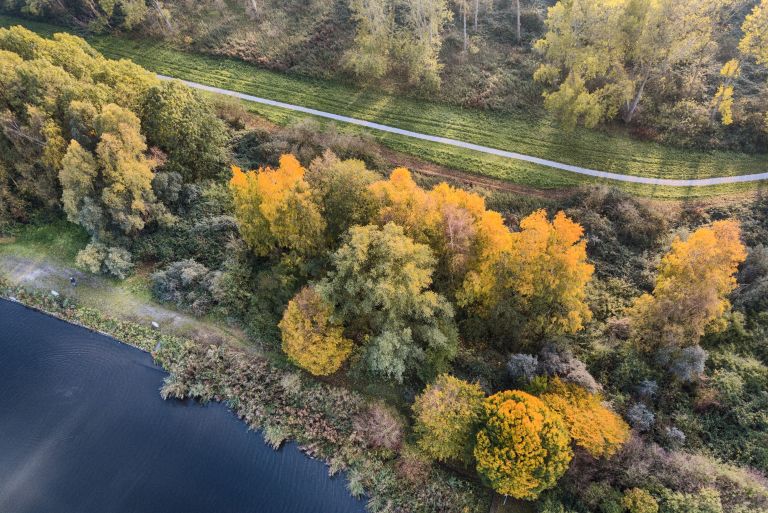 Autumn trees from my drone