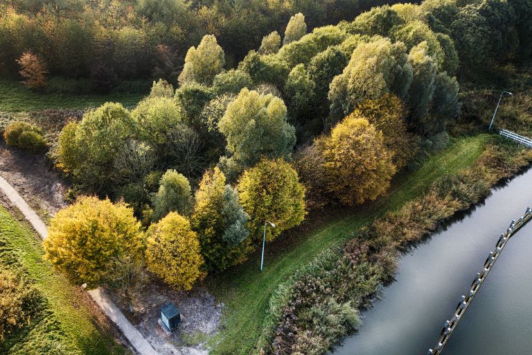 Autumn trees from my drone