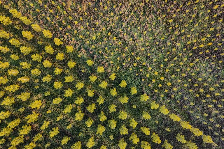 Autumn colours in young trees