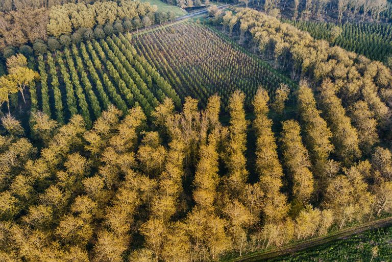 So many trees from my drone